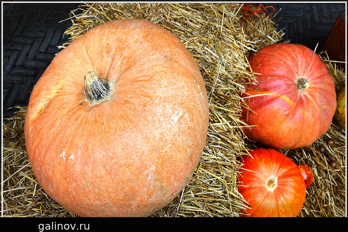 Осенние продукты для иммунитета: советы эксперта