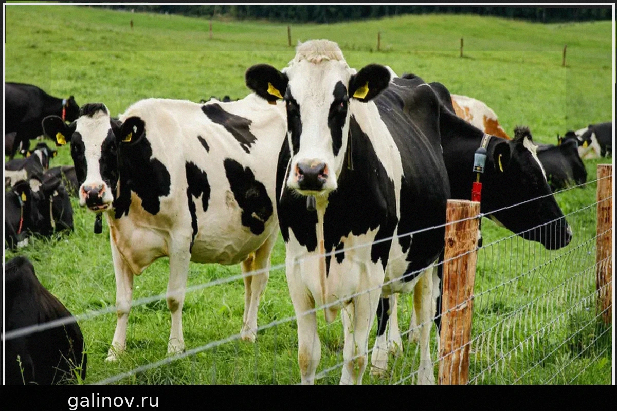 Новые мутации вируса птичьего гриппа H5N1 помогают ему заражать крупный рогатый скот, но не людей