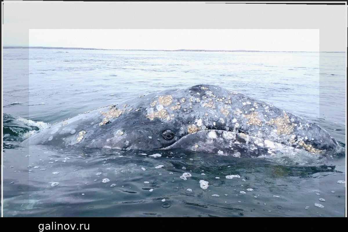 Серые киты сталкиваются с растущими опасностями в заливе Сан-Франциско