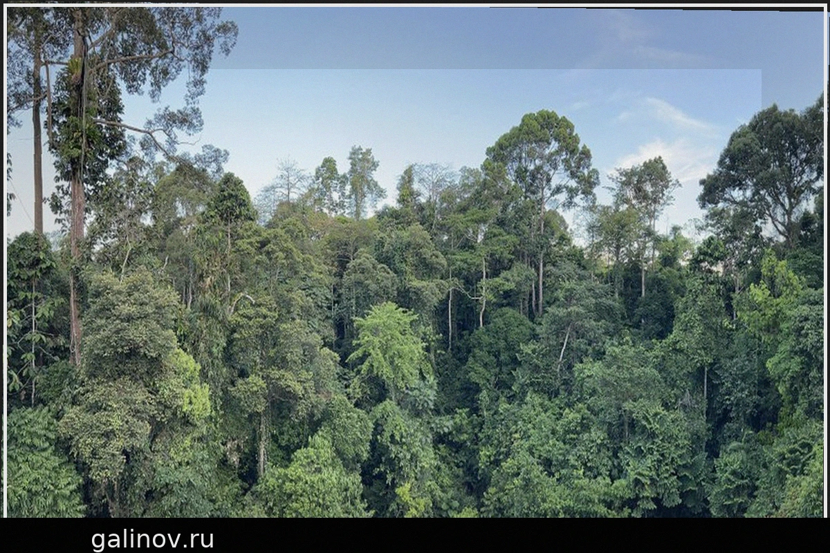 Giant Trees Use Clever Tricks to Survive Drought
